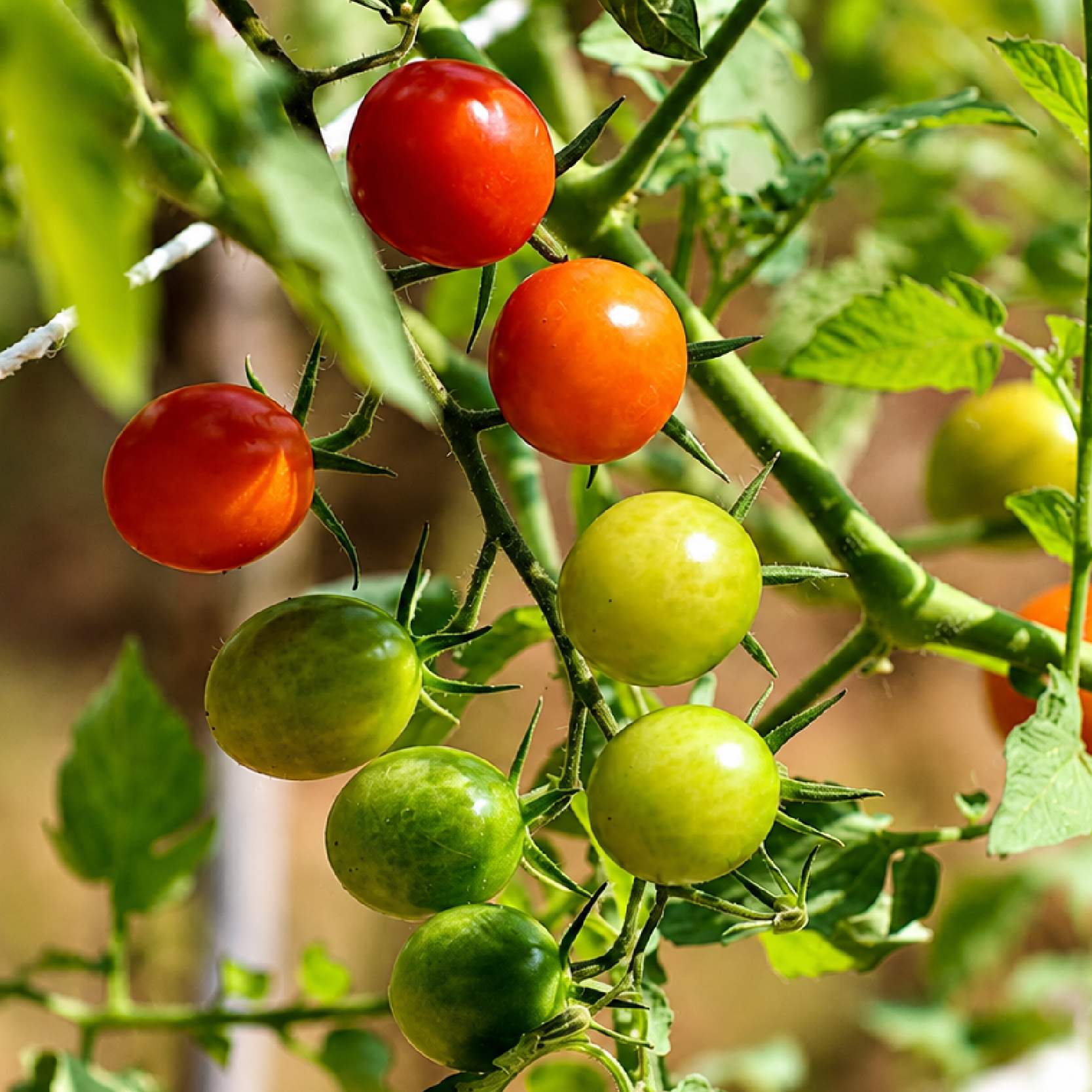 pomodori scelte per te